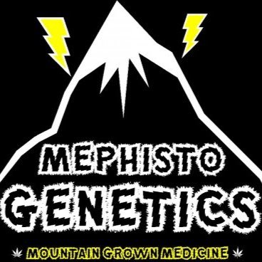 Acheter graines Mephisto