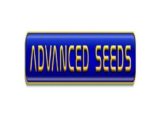 Amnesia Fast Féminisée Advanced Seeds