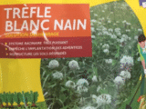 Graines de trèfle blanc nain BARENBRUG