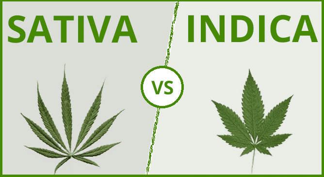 Indiva et Sativa : Les différences