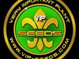 Taison auto VIP Seeds