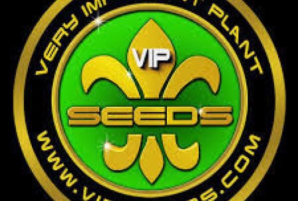 VIP Seeds retiré du catalogue