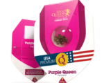 Purple Queen Royal Queen Seeds