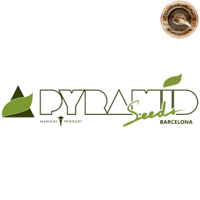 graines pyramid seeds