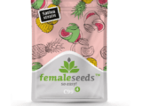 C99 (Cinderella 99) féminisée Female Seeds