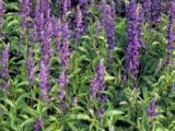 Graines de Chia (Salvia Hispanica)