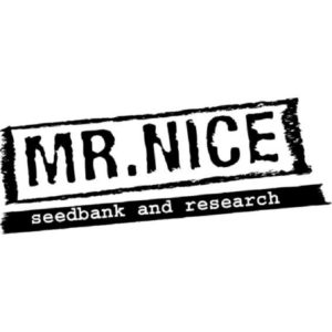 graines Mr Nice