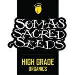 Graines Soma Seeds