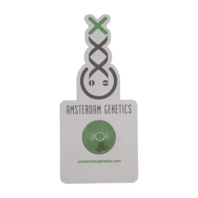 Graine de collection Green Magic Amsterdam Genetics, génétique White Choco line.