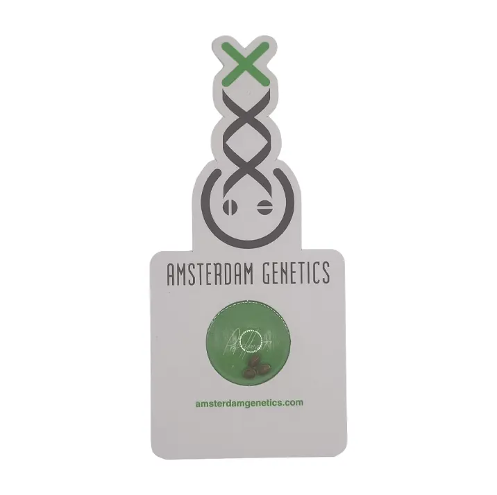 Graine de collection Green Magic Amsterdam Genetics, génétique White Choco line.