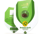 Bubble Kush Auto Royal Queen Seeds