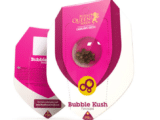 Bubble Kush féminisée Royal Queen Seeds