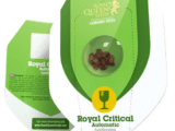 Royal Critical Auto Royal Queen Seeds