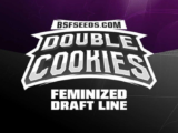 Double Cookies féminisée BSF Seeds