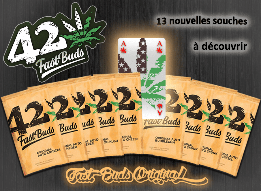fast buds nouvelles variétés