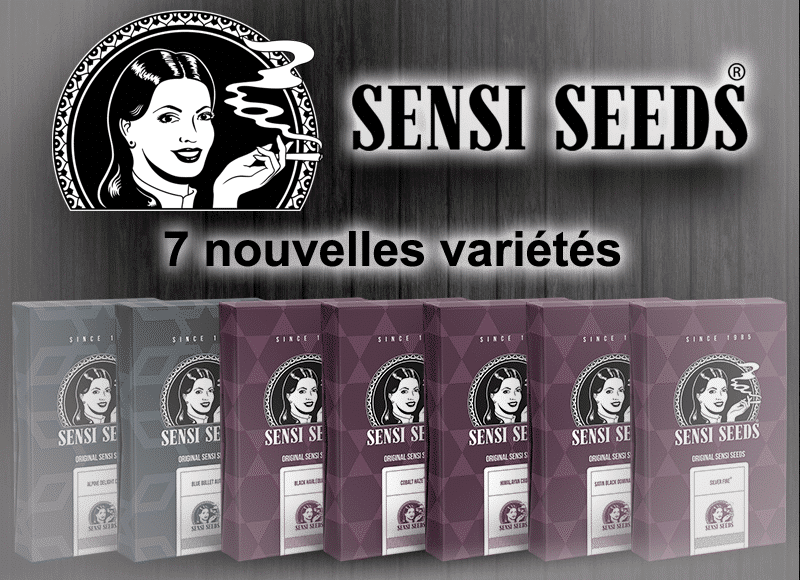 sensi seed nouvelles graines