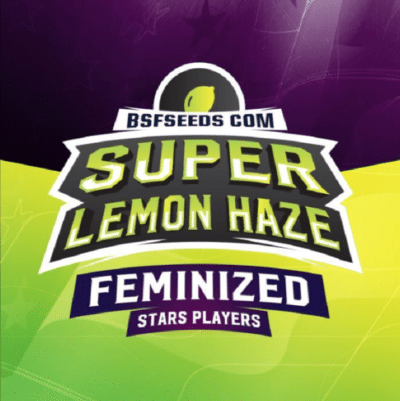 SLH Super Lemon Haze BSF Seeds