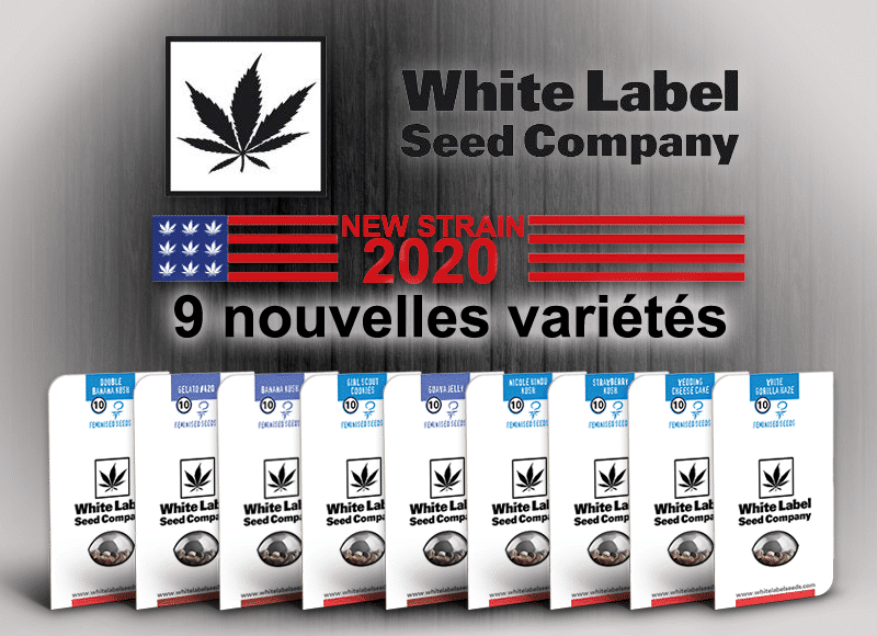 nouvelles graines white label