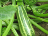 Courgette Verte d’Italie Bio