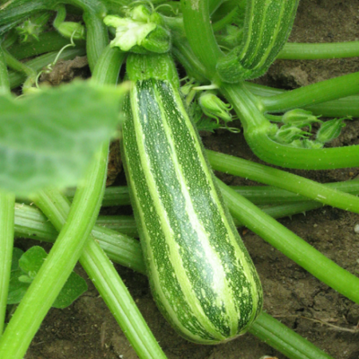 courgette Verte d'italie biologique