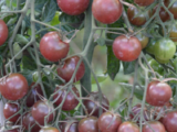 Tomates Cerise Black Cherry Bio