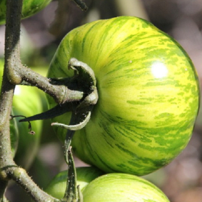 tomates green zebra bio