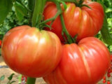 Tomates Marmande Bio