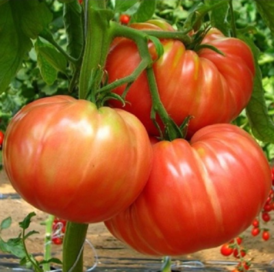 Graines tomates bio