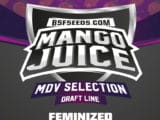 Mango Juice féminisée BSF Seeds