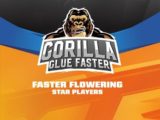 Gorilla Glue Faster BSF Seeds