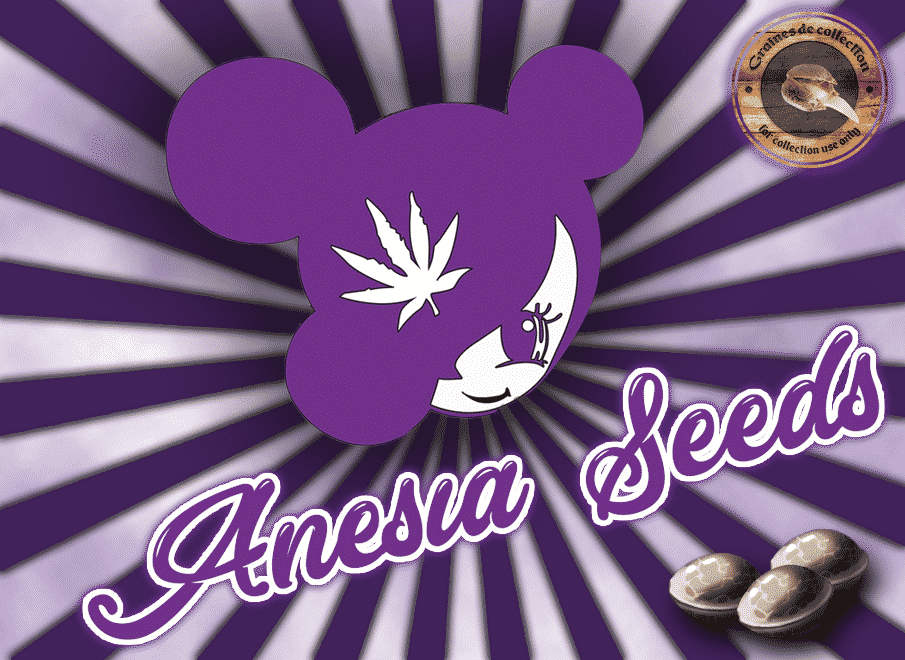 Anesia Seeds France