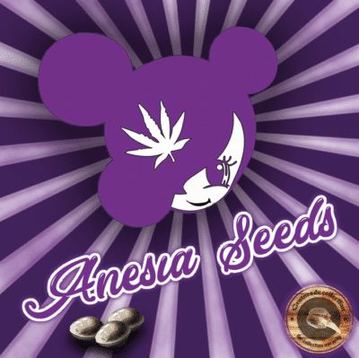 acheter graines anesia seeds
