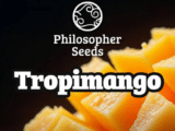 Tropimango féminisée Philosopher Seeds