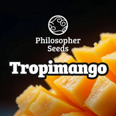 tropimango Philosopher seeds