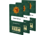 Phantom OG féminisée Barney’s Farm