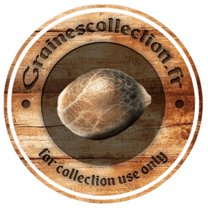 Graines cannabis France Seedshop en ligne