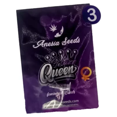 haze queen Anesia Seeds