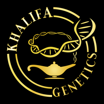 graines cannabis khalifa genetics