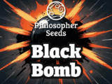 Black Bomb féminisée Philosopher Seeds