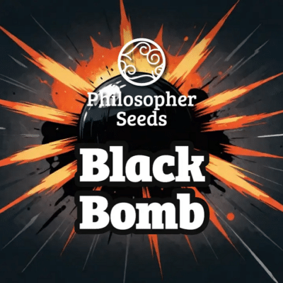 Black bomb Philosopher Seeds