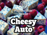 Cheesy Auto Philosopher Seeds