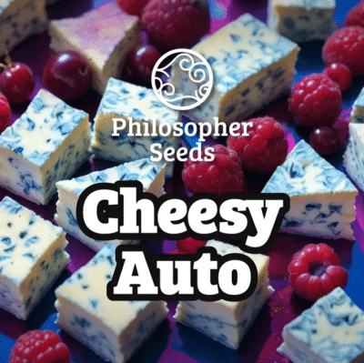 Cheesy auto philosopher seeds