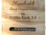 Bubba Kush féminisée Humboldt