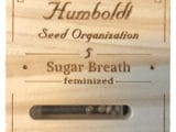 Sugar Breath féminisée Humboldt