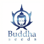 buddha seeds graines de cannabis de collection