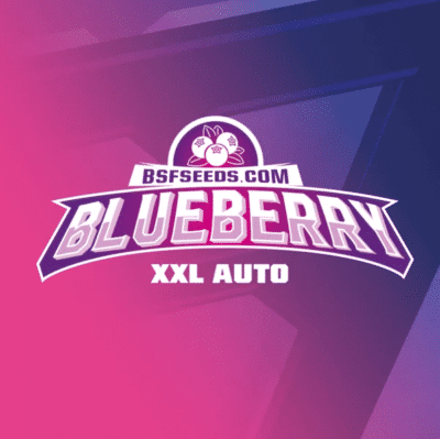 Bluberry XXL auto BSF Seeds