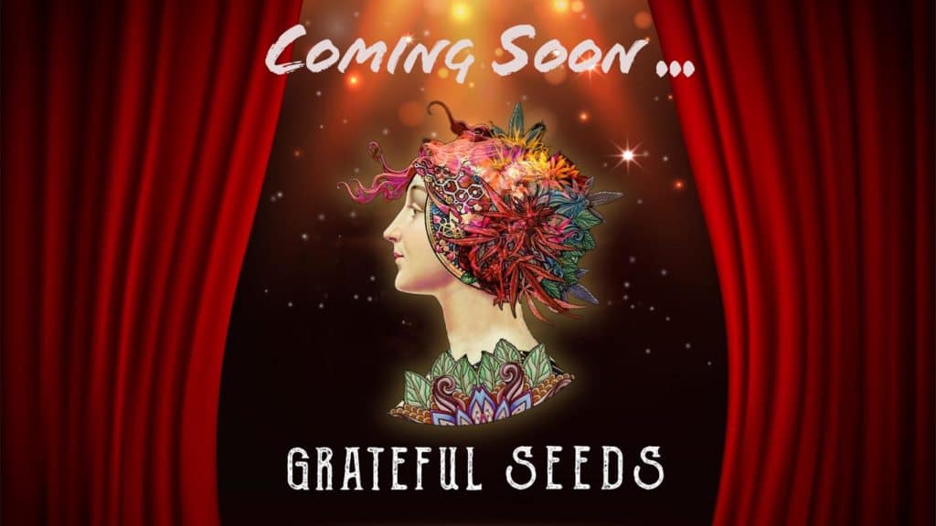 Grateful Seeds graines cannabis