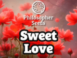 Sweet Love Féminisée Philosopher Seeds