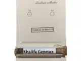 Rudéralis Sibérienne Auto Régulière (Chebarkul) Khalifa Genetics