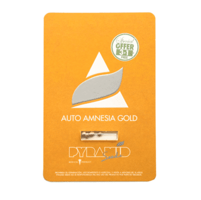 auto amnesia gold pyramid seeds